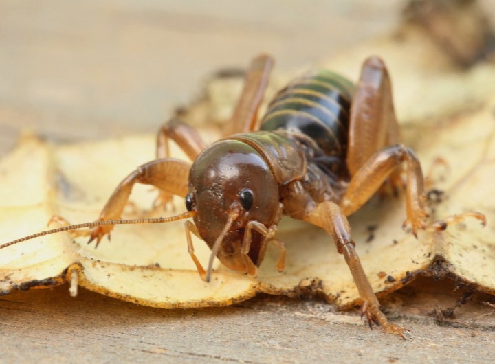 Jerusalem Cricket